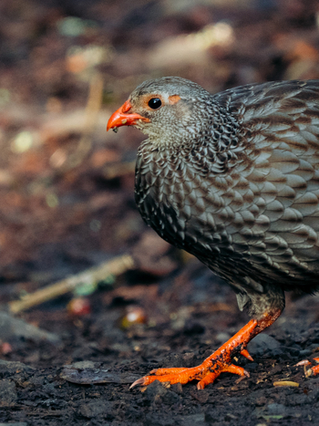 Koroi Forest Camp: Female Silvery-Cheeked Hornbill (Bycanistes brevis)