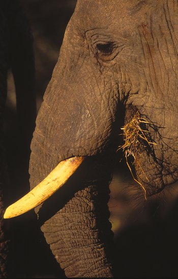 Kwara Camp Kwara Camp: Elefantenportrait