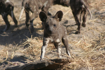 Kwara Camp Kwara Camp: Neugeborener Wildhund