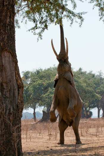 Little Vundu Camp Little Vundu Camp: Elefant auf zwei Beinen