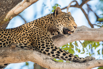 Mara Under Canvas: Leopard