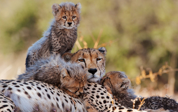 Mashatu Game Reserve: Gepardin mit Babies
