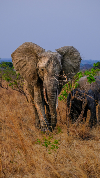 Mukambi Fig Tree Bush Camp: Elefant