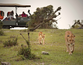 Naboisho Camp: Löwin mit Jungtier