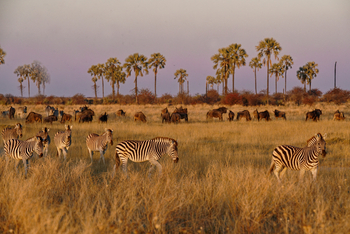 Camp Kalahari Camp Kalahari: Große Wanderung der Zebras