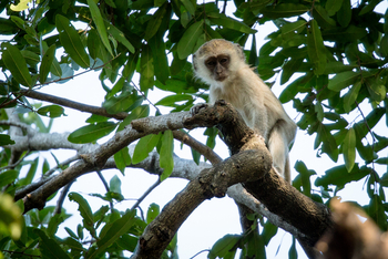 Ntemwa Busanga Bushcamp Ntemwa Busanga Bushcamp: Grünmeerkatze