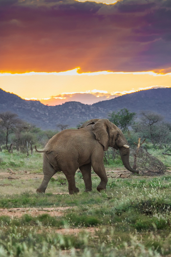 Old Traders Lodge: Elefant