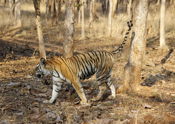 Pench Jungle Camp: Tiger markiert einen Baum