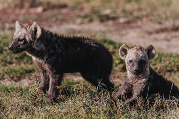 Porini Rhino Camp: Babyhyänen