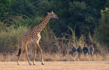 Puku Ridge Camp: Walking Safari