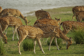 Ranthambore National Park: Axishirsche am Seeufer