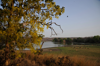 Ranthambore National Park: Seeufer