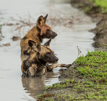 Roho ya Selous Camp: Wildhunde im Wasser