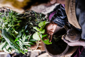 Sanctuary Gorilla Forest Camp: Kräuter