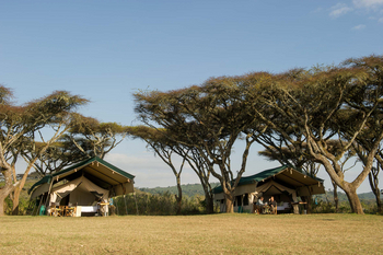 Sanctuary Ngorongoro Crater Camp: Zelte unter Schirmakazien
