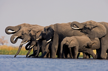 Selinda Explorers Camp Selinda Explorers Camp: Trinkende Elefanten