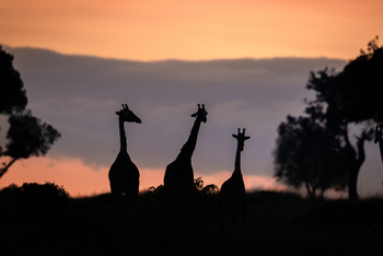 Serian Camps: Giraffensilhouetten