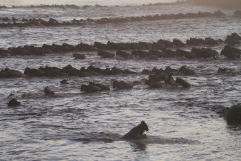 Serian Serengeti Lamai: Migration Crossing
