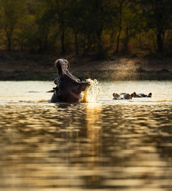 Sungani Lodge Sungani Lodge: Hippo in der Lagune