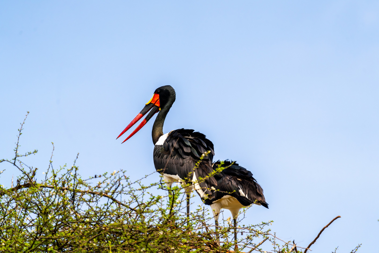 Tarangire Safari Lodge Tarangire Safari Lodge: Sattelstorch
