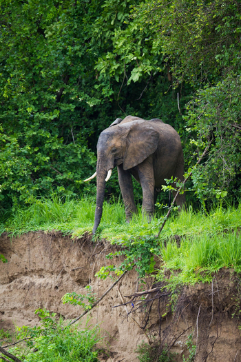 Time + Tide South Luangwa Time + Tide South Luangwa: Elefant