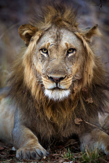 Time + Tide South Luangwa: Löwe