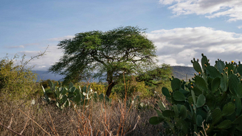 Tindiga Tented Camp: Üppiger Baum