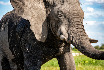 Tuludi Camp: Elefant beim Schlammbad