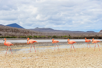 andBeyond Galapagos Explorer: Pinke Flamingos im flachen Wasser