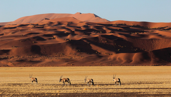 andBeyond Sossusvlei Desert Lodge: Oryx vor roten Dünen