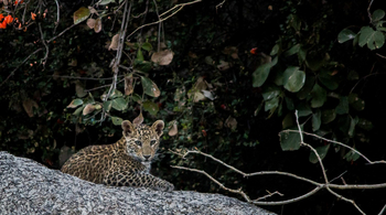 Amritara Jawai Sagar: Leopardenjunges