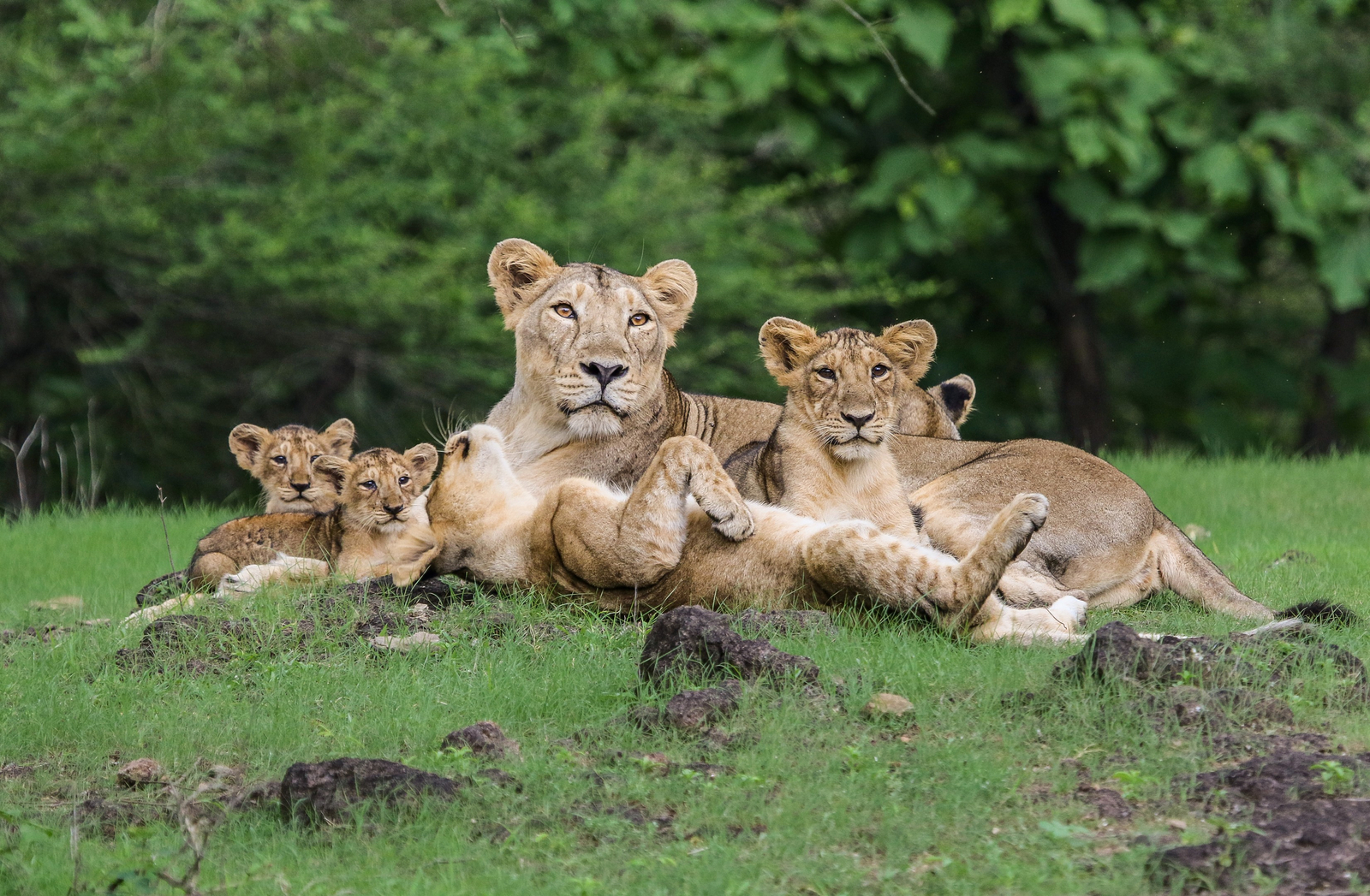 Asiatic Lion Lodge Asiatic Lion Lodge: Löwenfamilie