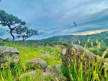 Big Cave Camp Big Cave Camp: Graslandschaft