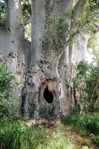 Chilo Ivory Trail Adventure: Mächtiger Baobabstamm