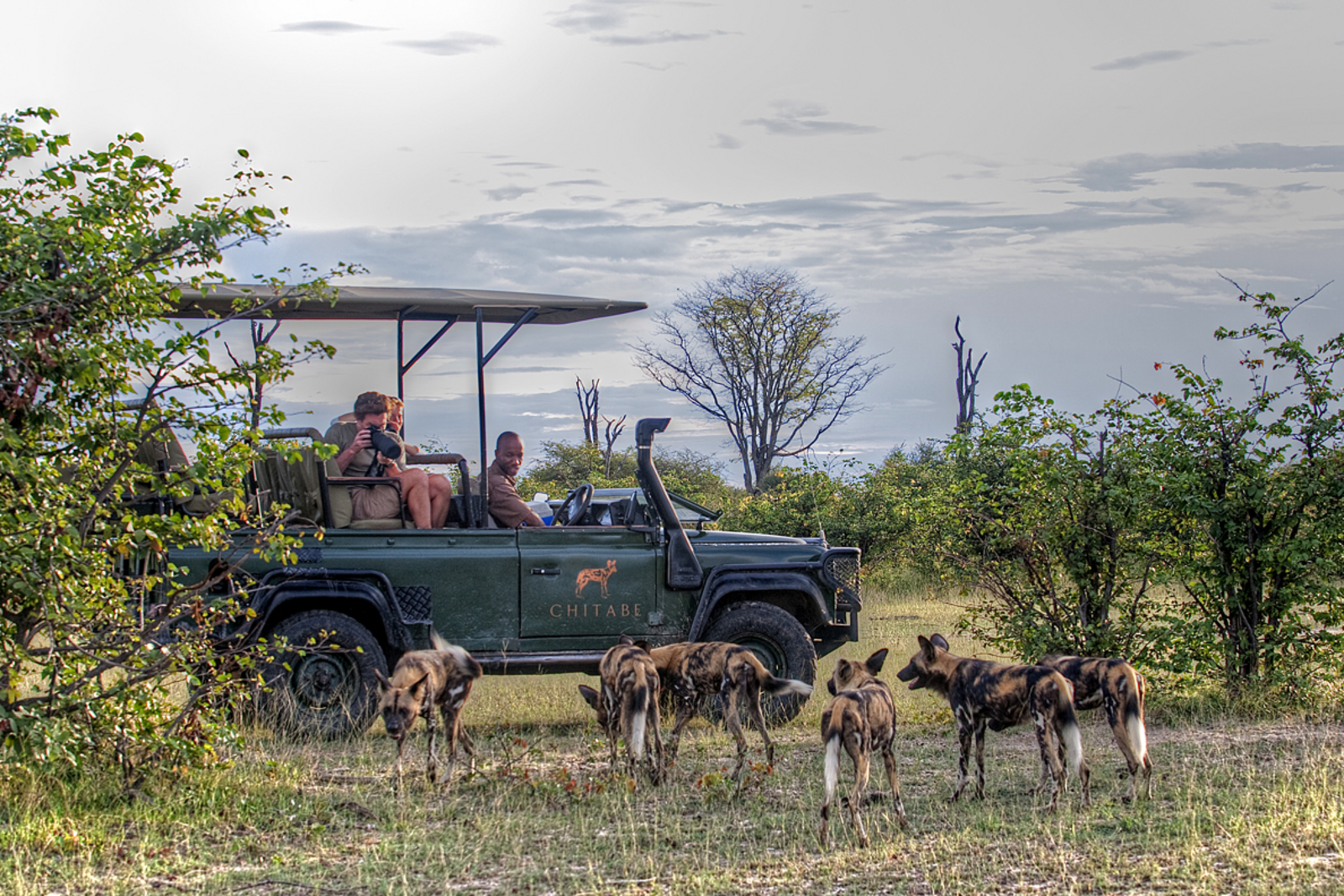 Chitabe Lediba Chitabe Lediba: Pirschfahrt mit Sichtung von Wildhunden