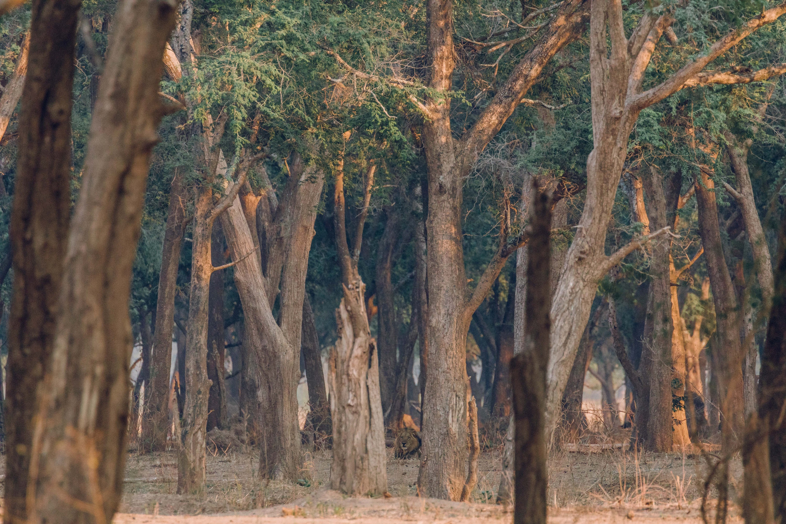 Classic Zambia Safaris Classic Zambia Safaris: Walking Safari