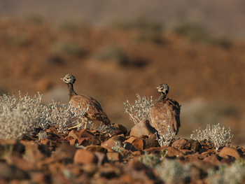 Doro Nawas Doro Nawas: Rüppeltrappen
