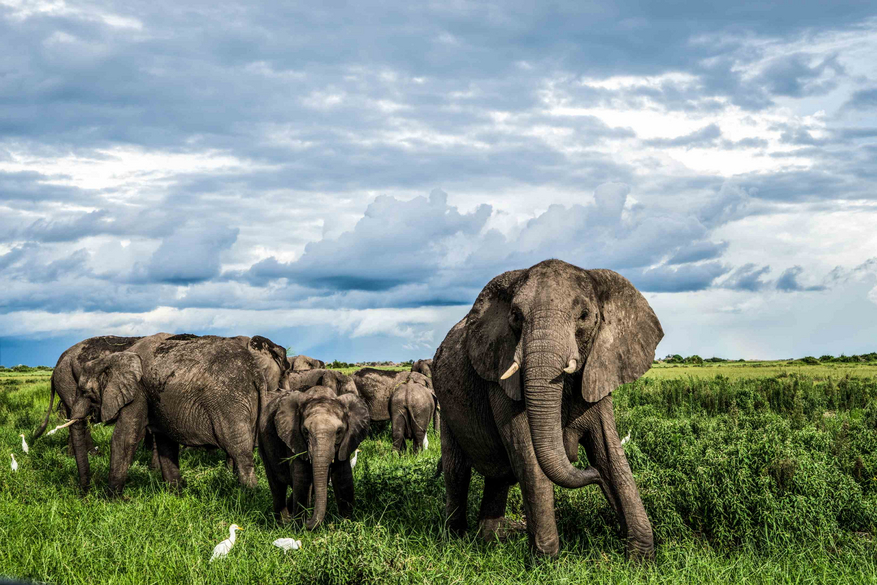 Duba Plains Camp