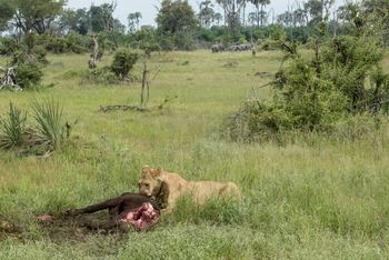 Gomoti Plains Camp: Tiere und Landschaft