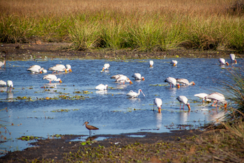 Gomoti Plains Camp: Tiere und Landschaft