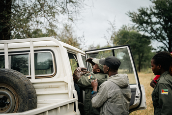 Gorongosa Safaris: Guide mit Schuppentier