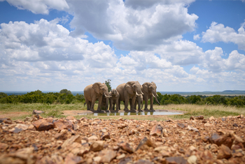 Governors' Mugie: Beobachtungsunterstand