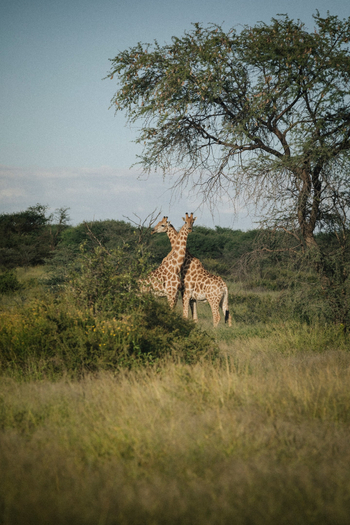 Habitas Namibia Habitas Namibia: Giraffen