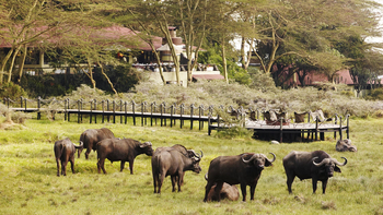 Hatari Lodge: Büffel vor der Lodge