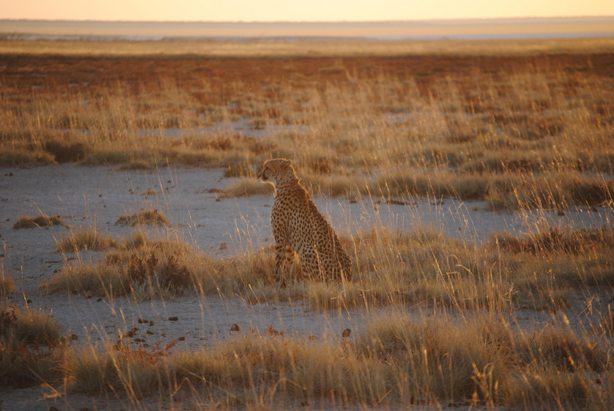 Hobatere Lodge