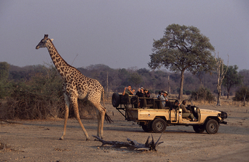 Kafunta River Lodge: Giraffe