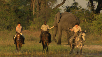 Kujwana Camp: Elefant und Reiter