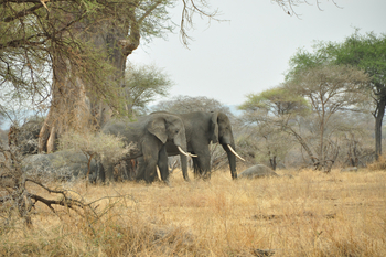 Legendary Mwiba Lodge: Elefantenherde