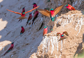 Luambe Camp: Scharlachspinte im Flug