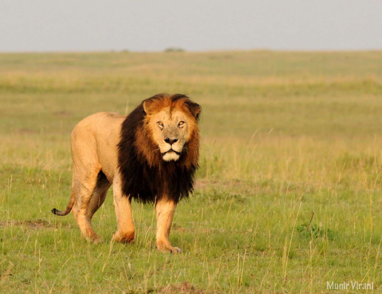 Mara Ngenche Safari Camp Mara Ngenche Safari Camp: Löwe